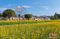 西递古村春意浓